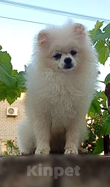 Собаки в Абинске: Девочка шпиц Девочка, 20 000 руб. - фото 2