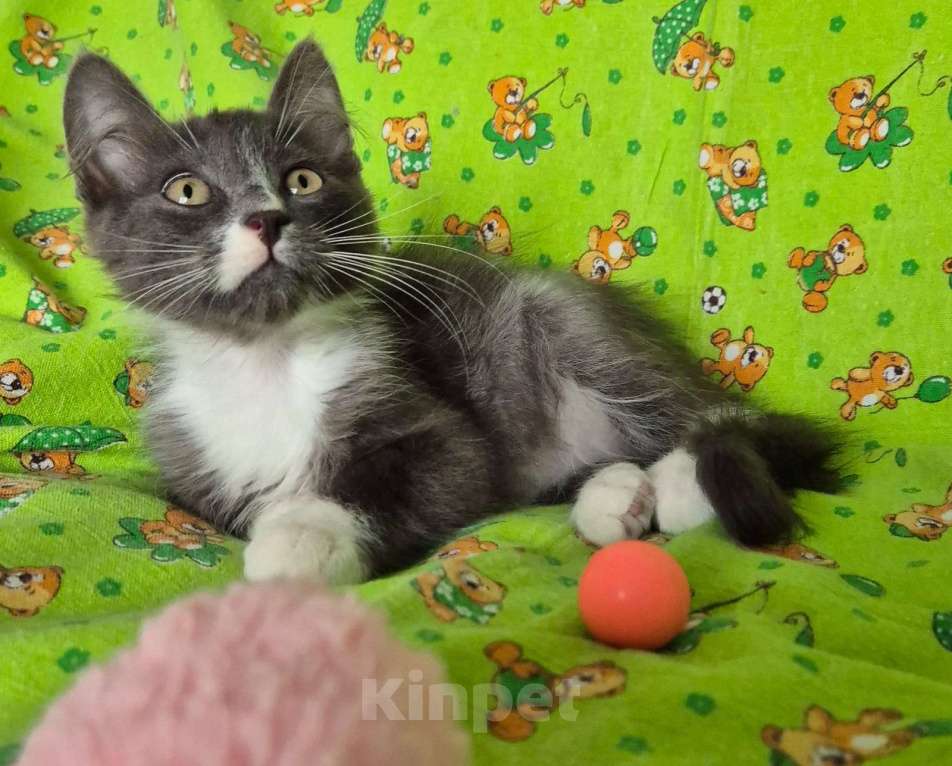 Кошки в Санкт-Петербурге: Ищет дом Тишенька Мальчик, Бесплатно - фото 6