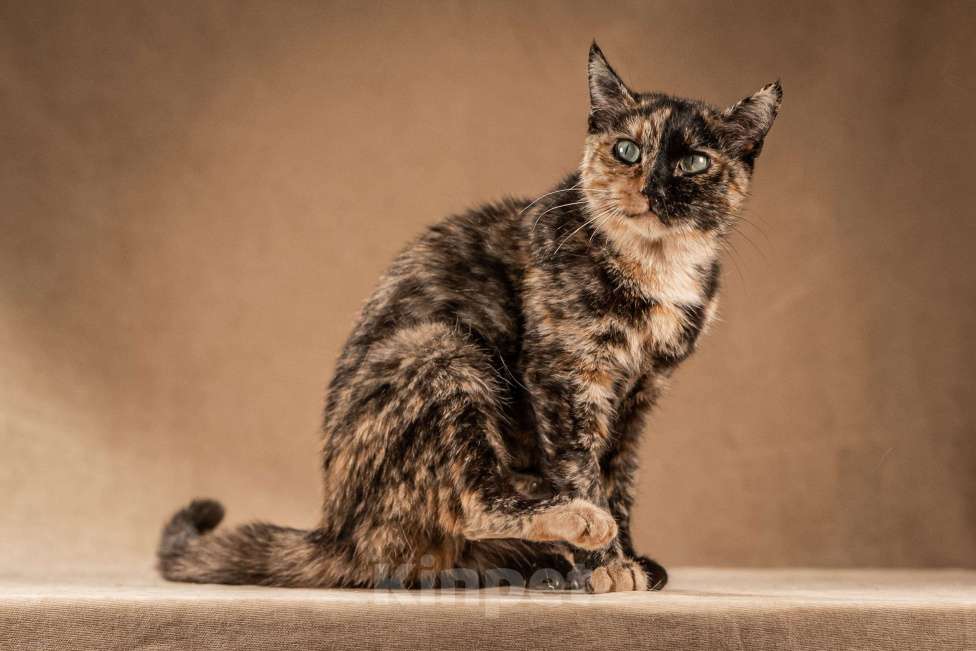 Кошки в Клине: Венеция — кошка в маске, полная контрастов Девочка, Бесплатно - фото 4