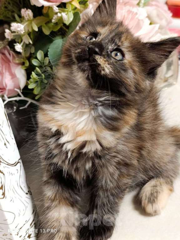 Кошки в Воронеже: Уникальная девочка, котенок Мейн кун Девочка, 30 000 руб. - фото 5