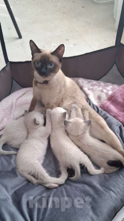 Кошки в Краснодаре: Тайский котенок Мальчик, 7 000 руб. - фото 5