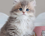 Кошки в Владивостоке: Британский длинношерстный котенок  Мальчик, 70 000 руб. - фото 1