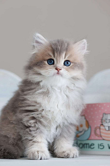 Объявление: Британский длинношерстный котенок , 70 000 руб., Владивосток