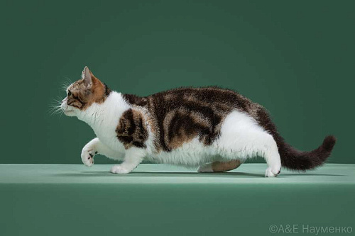 Американская короткошерстная