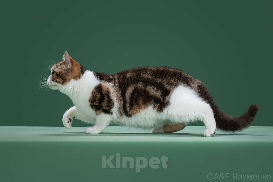 Кошки в Ликино-Дулево: Американская короткошерстная Девочка, Бесплатно - фото 1