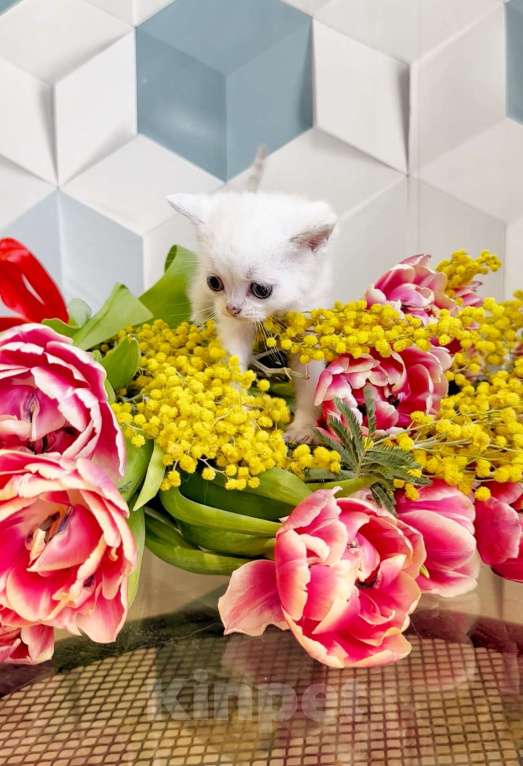 Кошки в Москве: Шотландские котята Мальчик, Бесплатно - фото 2