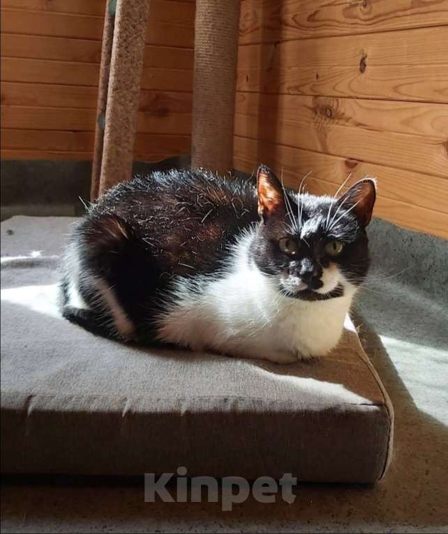 Кошки в Красногорске: 1500 дней в ожидании чуда... Девочка, 1 руб. - фото 7