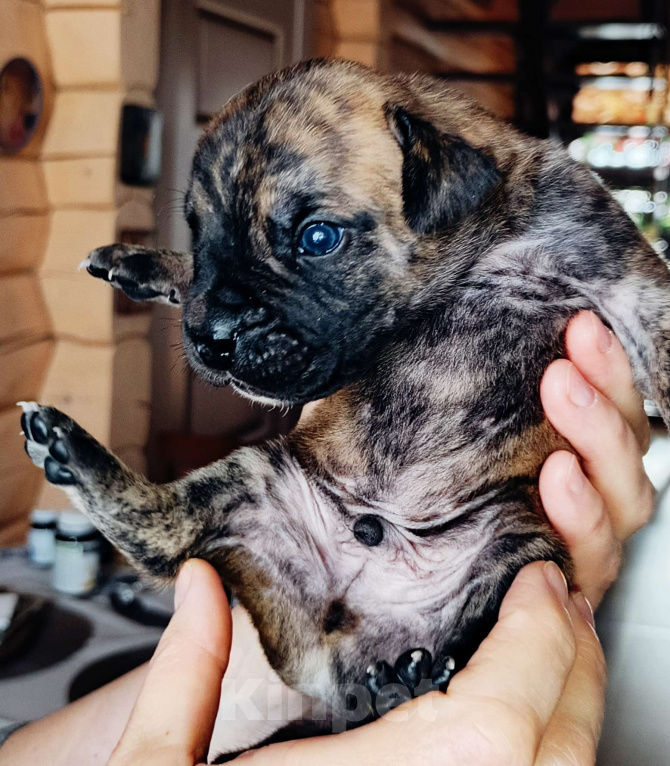 Собаки в Москве: 11 щенков (Окрас тигровый, соболиный и песочный) Мальчик, Бесплатно - фото 2