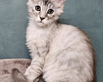 Кошки в Мытищах: Котёнок Мейн-кун Девочка, 40 000 руб. - фото 3
