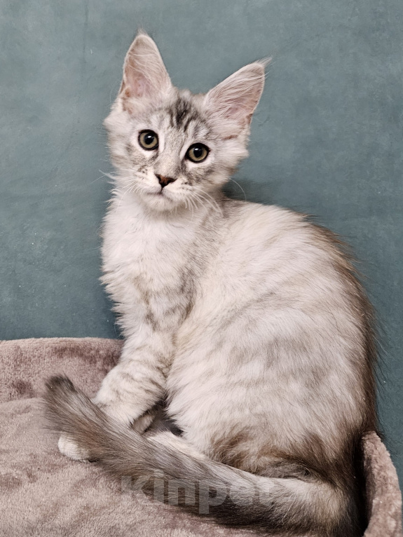 Кошки в Мытищах: Котёнок Мейн-кун Девочка, 40 000 руб. - фото 3