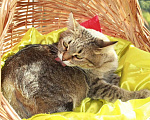 Кошки в Калуге: Киска Ириска. Милая миниатюрная кошка в добрые руки. Девочка, Бесплатно - фото 7