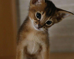 Кошки в Котельниково: Абиссинские котята, 25 000 руб. - фото 3