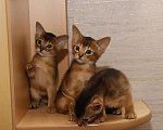 Кошки в Калаче-На-Доне: Абиссинские котята, 25 000 руб. - фото 5