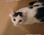 Кошки в Полярном: Кошка стерилизованная и кот, Бесплатно - фото 3