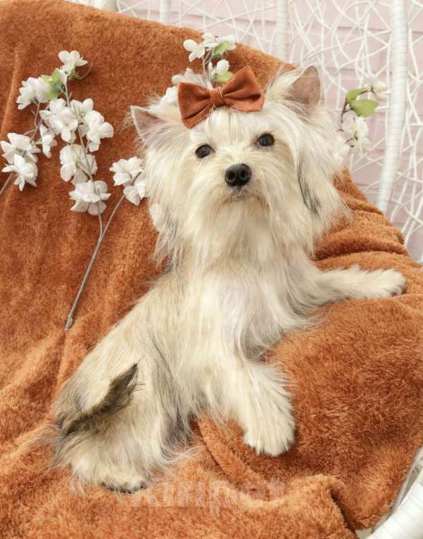 Собаки в Москве: Подрощенный йорк мини девочка рыжая Девочка, 80 000 руб. - фото 6