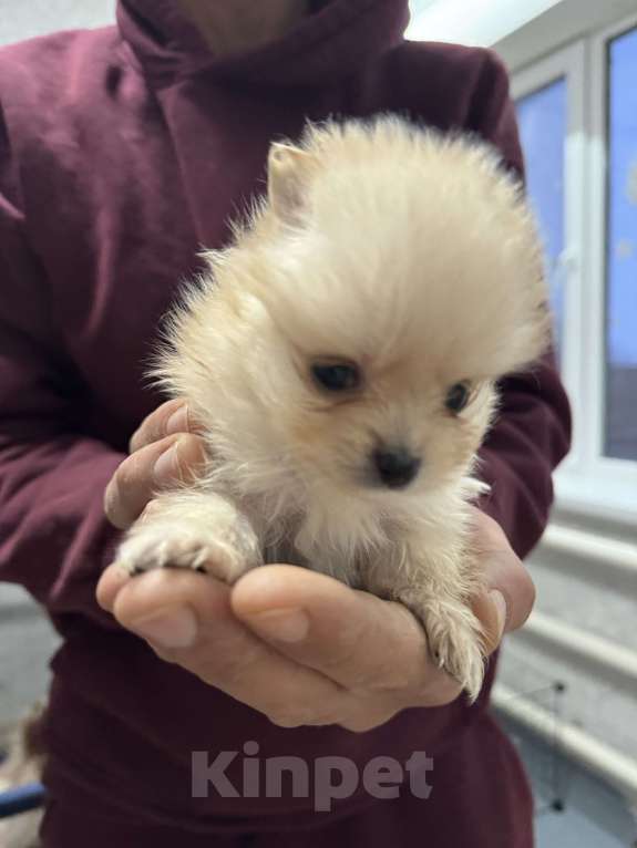 Собаки в других городах Краснодарского края: Замечательная девочка крем  Девочка, 35 000 руб. - фото 1