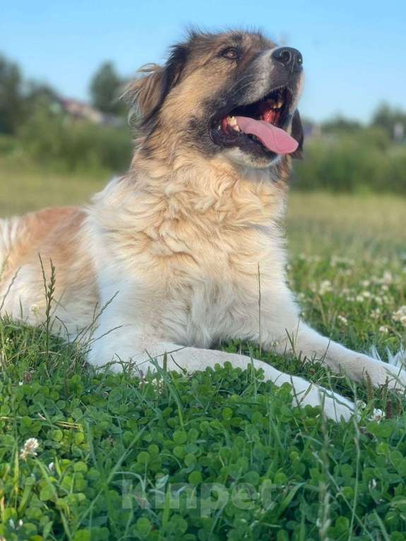 Собаки в Владимире: Метис кавказской овчарки Девочка, Бесплатно - фото 3