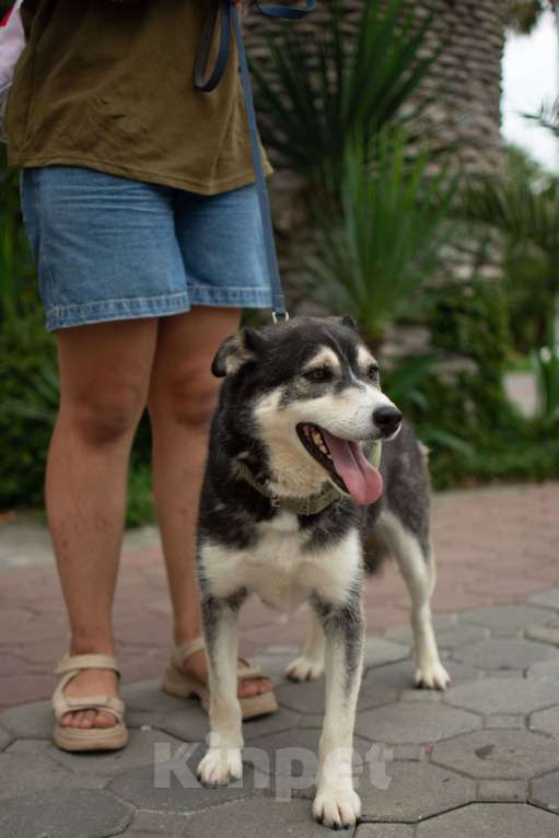 Собаки в других городах Краснодарского края: Метис хаски  Девочка, Бесплатно - фото 5