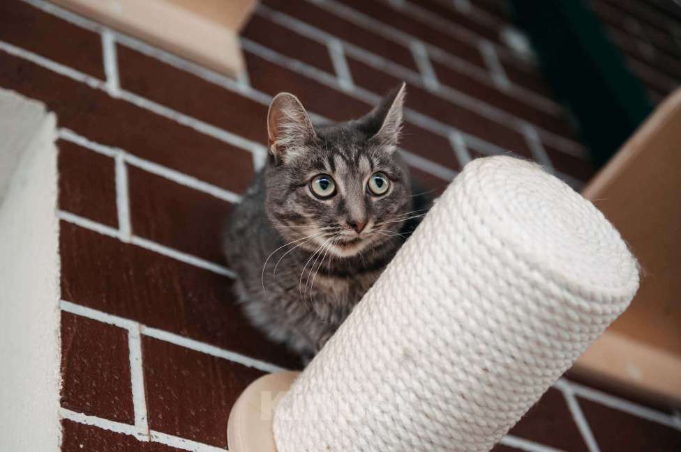 Кошки в других городах Московской области: Фея ищет семью Девочка, Бесплатно - фото 6