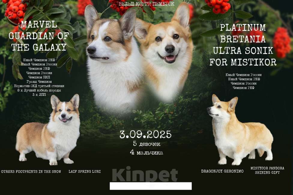 Собаки в Казани: Щенки Корги Девочка, 100 000 руб. - фото 1