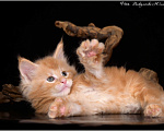Кошки в Краснодаре: Мейн-кун котята Мальчик, 45 000 руб. - фото 4