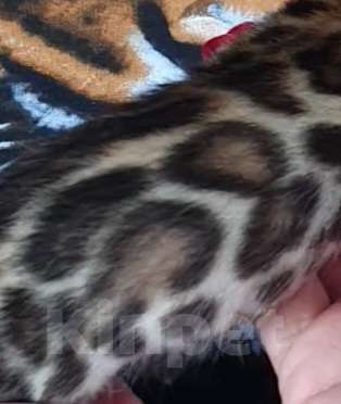 Кошки в Симферополе: Бенгальские котята Мальчик, 80 000 руб. - фото 1