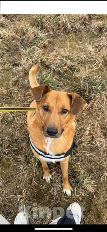 Собаки в Санкт-Петербурге: Подари надежду💔 Мальчик, Бесплатно - фото 3