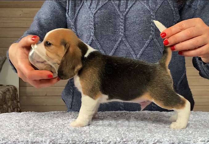 Собаки в Сочи: Щенки бигля Разнополые, 50 000 руб. - фото 2