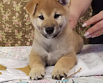 Собаки в Сыктывкаре: Щенок сиба Мальчик, 65 000 руб. - фото 3