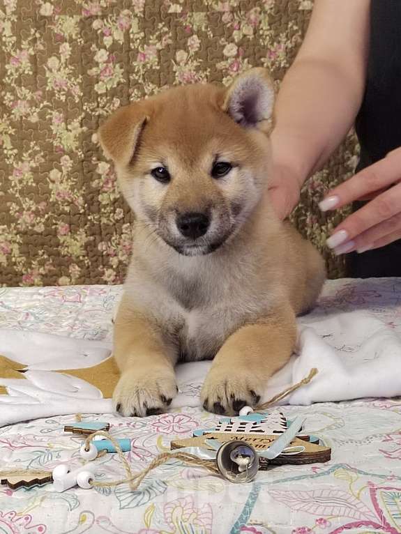 Собаки в Сыктывкаре: Щенок сиба Мальчик, 65 000 руб. - фото 3