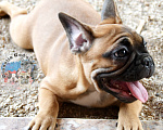 Собаки в Приморско-Ахтарске: Палевая девочка французского бульдога Девочка, 65 000 руб. - фото 3