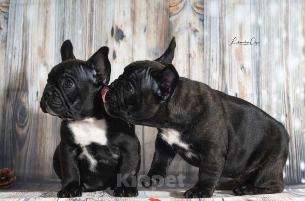 Собаки в Химках: Щенки французского бульдог РКФ Мальчик, Бесплатно - фото 2