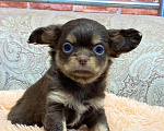 Собаки в Москве: Щенки чихуахуа Девочка, Бесплатно - фото 4