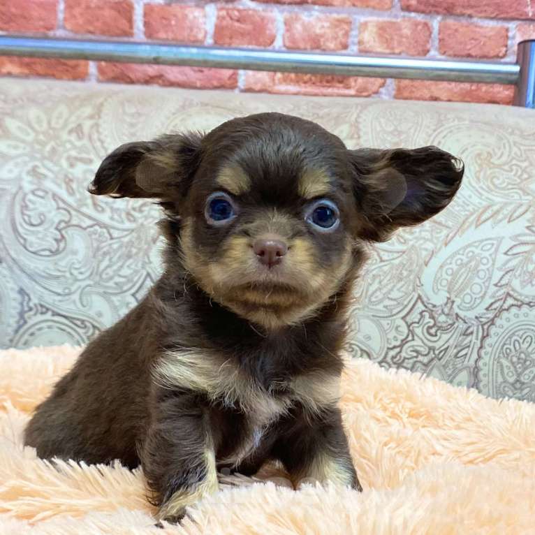 Собаки в Москве: Щенки чихуахуа Девочка, Бесплатно - фото 4