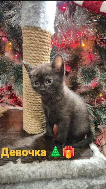 Кошки в Краснодаре: Шотландская ПРЯМОУХАЯ короткошерстная  Девочка, 7 000 руб. - фото 2
