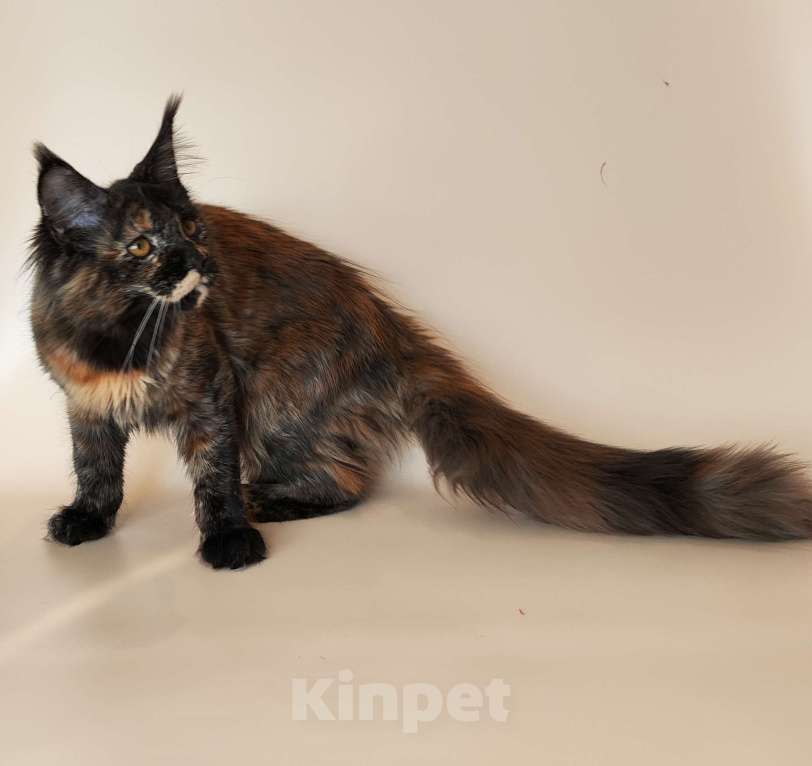 Кошки в Комсомольске-На-Амуре: Котенок мейн кун Девочка, 100 000 руб. - фото 3