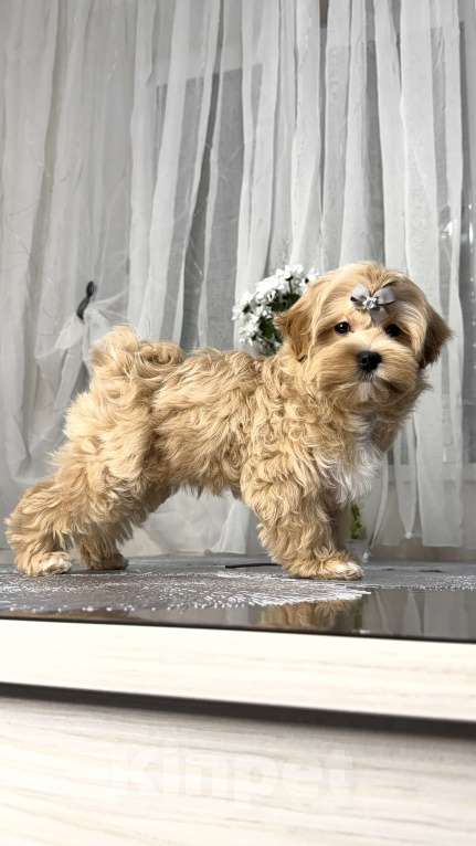 Собаки в Москве: Мальчик Мальтипу f1 Мишани стар Флорри Мальчик, 160 000 руб. - фото 5