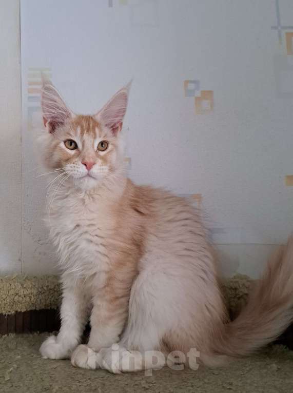 Кошки в Москве: Котята породы мейн-кун Мальчик, 45 000 руб. - фото 8