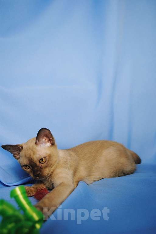 Кошки в Москве: Бурманские котята Девочка, 50 000 руб. - фото 3