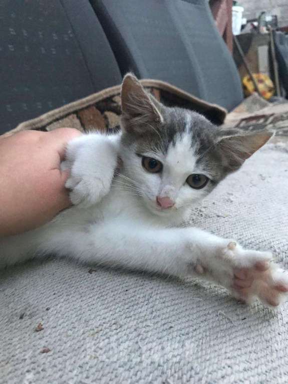 Кошки в Липецке: Маленький котик ищет дом Мальчик, Бесплатно - фото 4