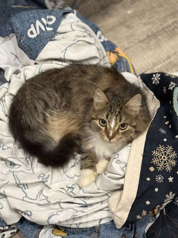 Кошки в Москве: Очаровательные котята Василий и Багира ищут свои семьи! Мальчик, Бесплатно - фото 7