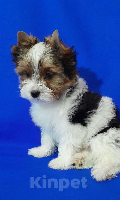 Собаки в Москве: Мальчик не крупный Мальчик, 50 000 руб. - фото 7