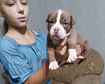 Собаки в Краснодаре: щенки Амбулли Мальчик, Бесплатно - фото 1