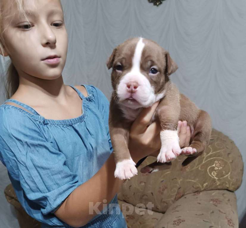 Собаки в Краснодаре: щенки Амбулли Мальчик, Бесплатно - фото 1