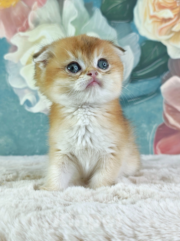 Кошки в Саратове: Шотландский вислоухий мальчик золотая шиншилла Мальчик, 35 000 руб. - фото 5
