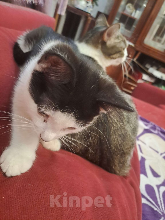 Кошки в Москве: Котик в добрые руки Мальчик, Бесплатно - фото 5