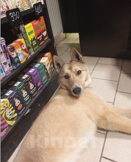 Собаки в Челябинске: Отдадим в добрые руки Девочка, Бесплатно - фото 1