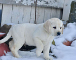 Собаки в Задонске: Мальчик Лабрадорчик Мальчик, 60 000 руб. - фото 1