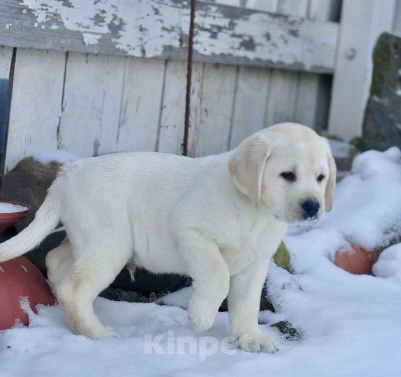 Собаки в Задонске: Мальчик Лабрадорчик Мальчик, 60 000 руб. - фото 1
