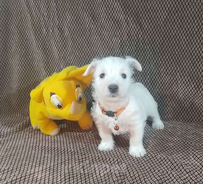 Собаки в Челябинске: Щенуля вестик - девочка Девочка, 65 000 руб. - фото 4